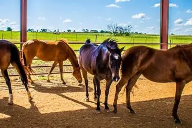The facilities at The Arbor Behavioral Healthcare in Georgetown, TX 1