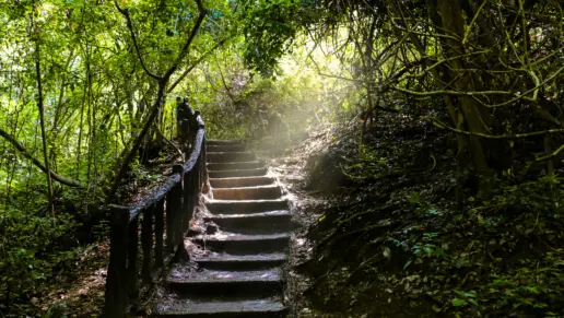 What Is Ayahuasca? Uses, Side Effects and Risks