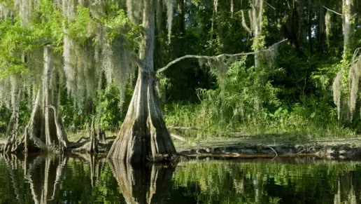 Cypress trees in a swamp, somewhere in Florida