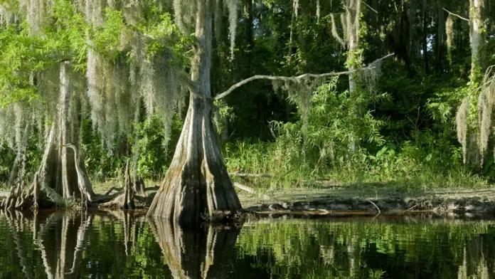 Cypress trees in a swamp, somewhere in Florida