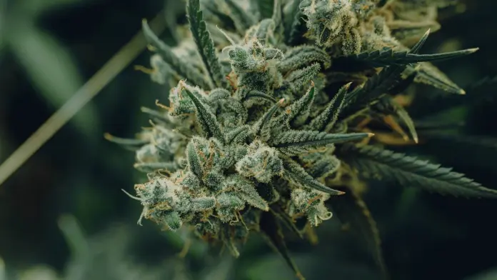federal marijuana reclassification