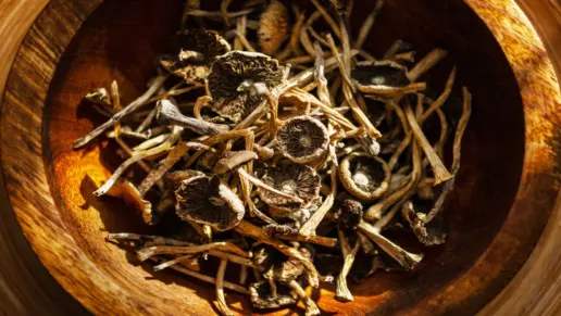 8 Million People Used Psilocybin in Past Year, Study Finds