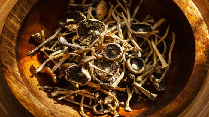 psilocybin use