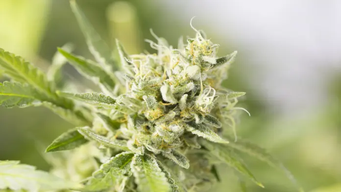 illegal cannabis