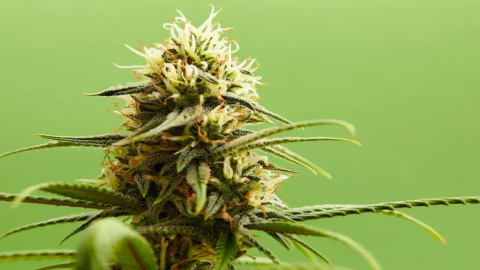 teen cannabis use