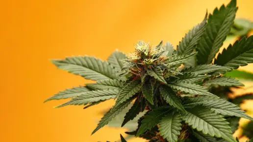 SAMHSA Data Show Daily Marijuana Users Outnumber Daily Alcohol Users