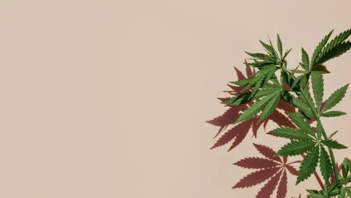 cannabis addiction and THC potency